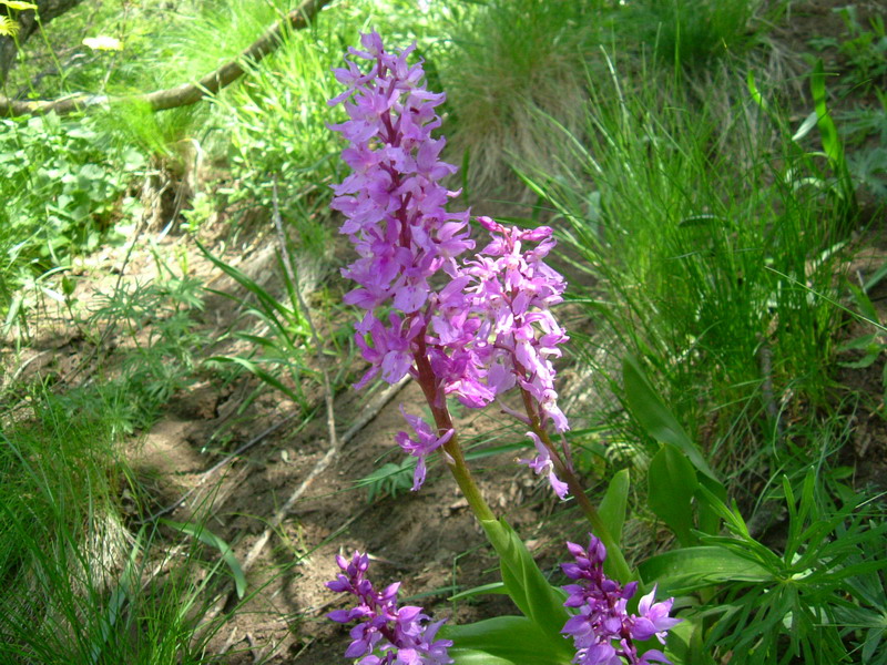 Orchis mascula